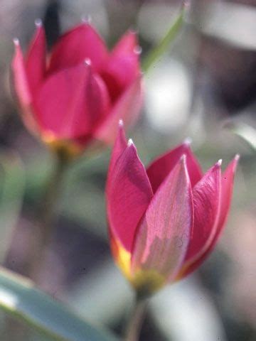 Revealing the Enigma of Varieties within the Rosy Realm of Tulips