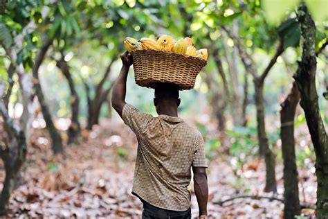 Revealing the Enigmas of Cocoa Farming