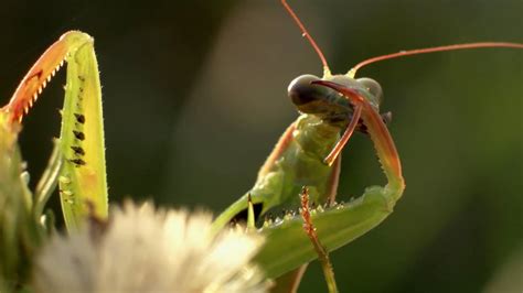 Revealing the Enigmatic Dialect of Insects: Decoding the Lively Reveries of Creepy Crawlies