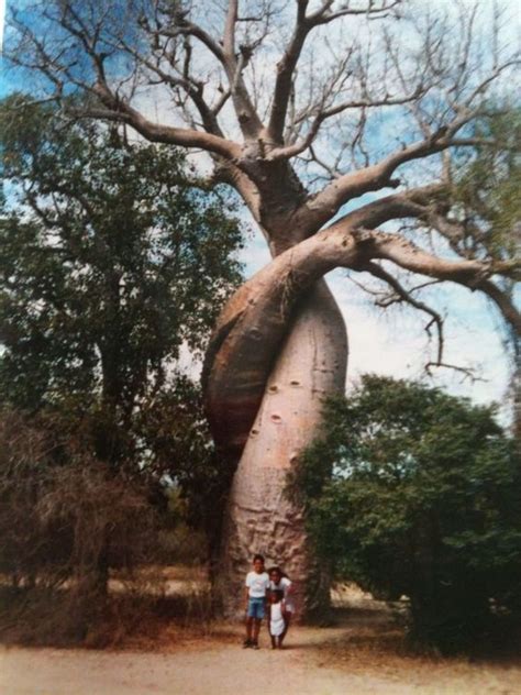 Revealing the Enigmatic Marvels of the Forest Canopy