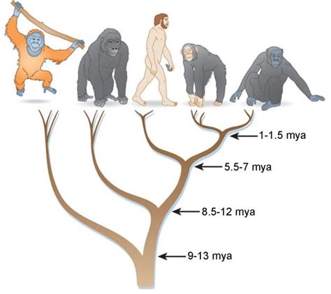 Revealing the Esoteric Messages Hiding Within the Consumption of a Primate