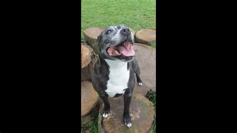 Revealing the Financial Success of Staffie Babe