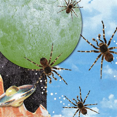 Revealing the Hidden Significance of Spider Dreams