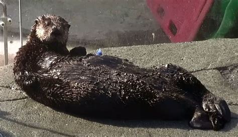 Revealing the Hidden Ways of Communication among Otter Cubs