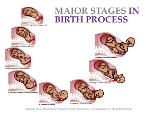 Revealing the Inner Struggle of the Birth Process