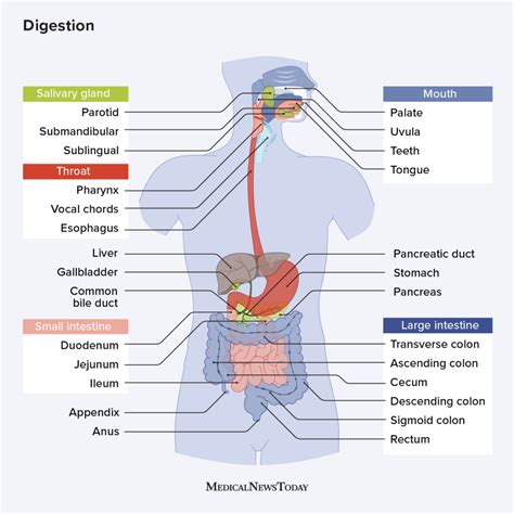 Revealing the Realities of Specific Medications and Digestive Patterns