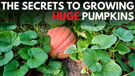 Revealing the Secrets Behind Cultivating Immense Pumpkins