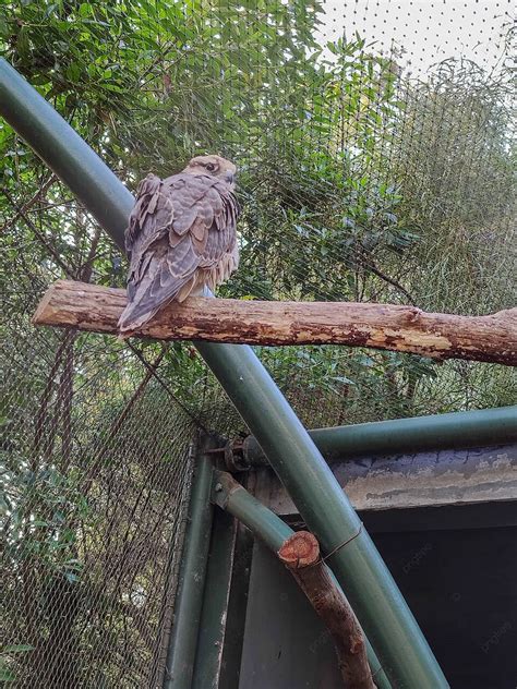 Revealing the underlying significance of the confinement of avian creatures