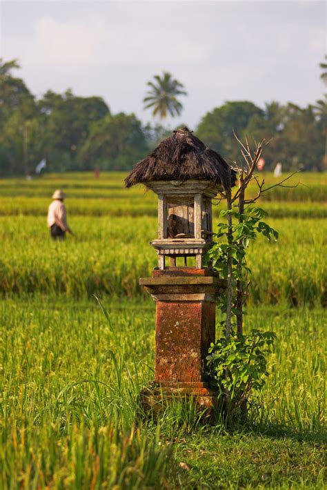 Rice Ceremonies: Celebrations of Harvest and Fertility