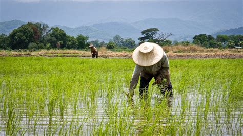 Rice as an Environment-Friendly Crop: How Rice Farming Supports the Ecosystem