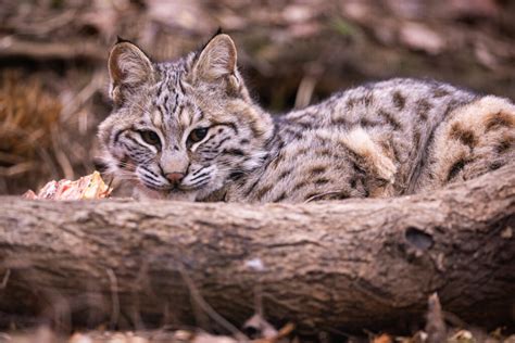 Roaring Beauties: The Magnificence of Big Cat Species