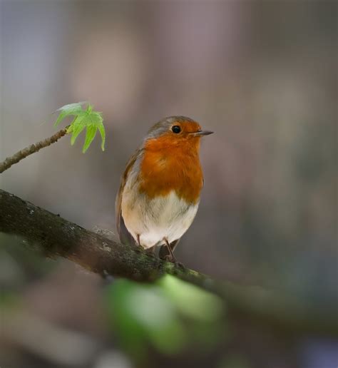 Robins: Messengers of Good Fortune and Abundance