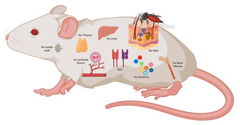 Rodent Humanization and Self-Reflection