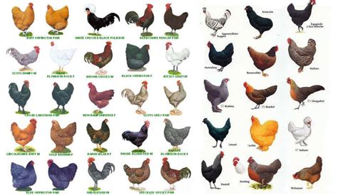 Rooster in Different Cultures: A Comparative Analysis