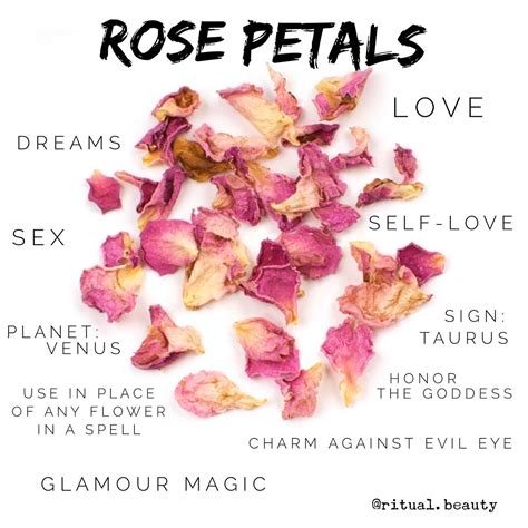 Rose Petals: Symbolism and Uses