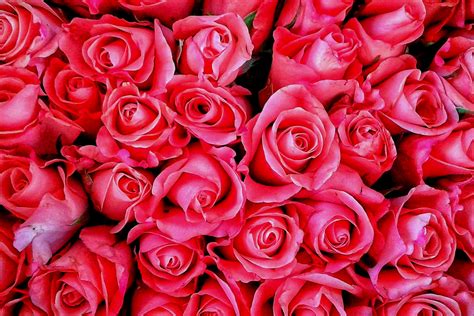 Roses Through History: A Symbol of Love and Romance