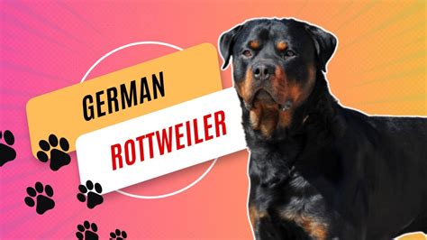 Rottweiler Dogs: A Representation of Strength and Loyalty