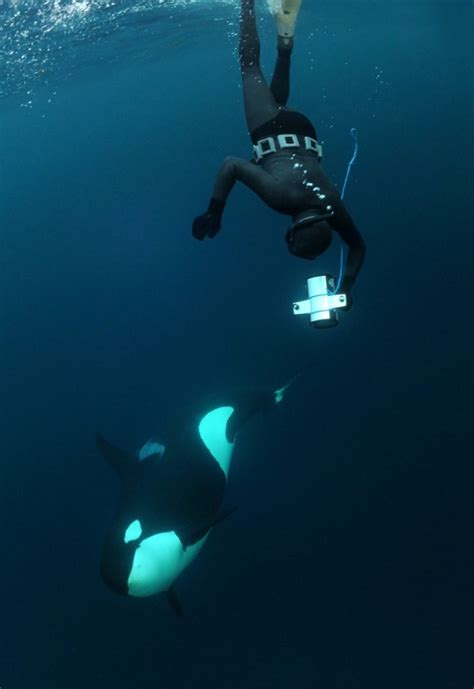 Safely Interacting With Orca Whales: Tips for a Memorable Connection