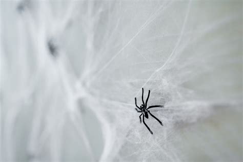 Saying Farewell to Cobwebs: Professional Methods and Strategies for Long-Term Prevention of Spider Webs