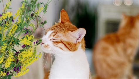 Scent mysteries: Deciphering the role of pheromones in feline communication