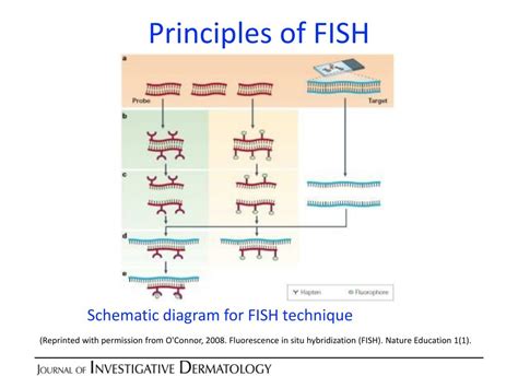 Science and Research: Understanding the Principles of Fish Release Programs