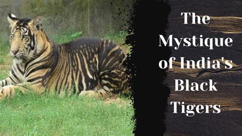 Scientific Evidence: Does the Enigmatic Black Tiger Truly Exist?