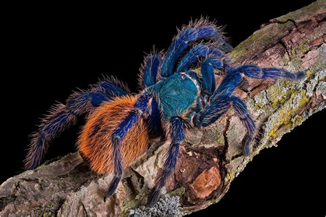 Scientific Explanations: Can Dreams Actually Predict Tarantula Colors?