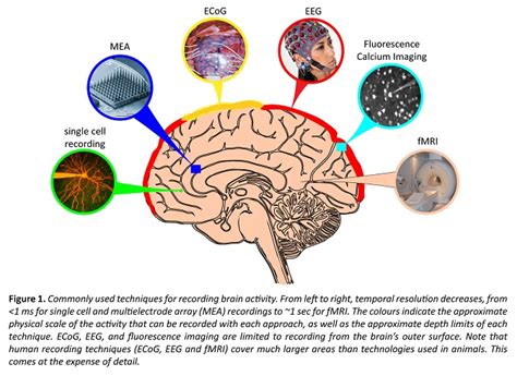 Scientific Explanations: Revealing the Role of Brain Activity in Celestial Reveries