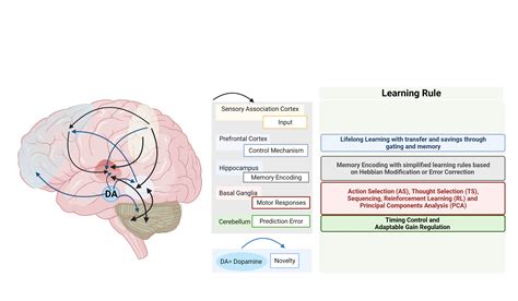 Scientific Explanations: The Neurological Perspective