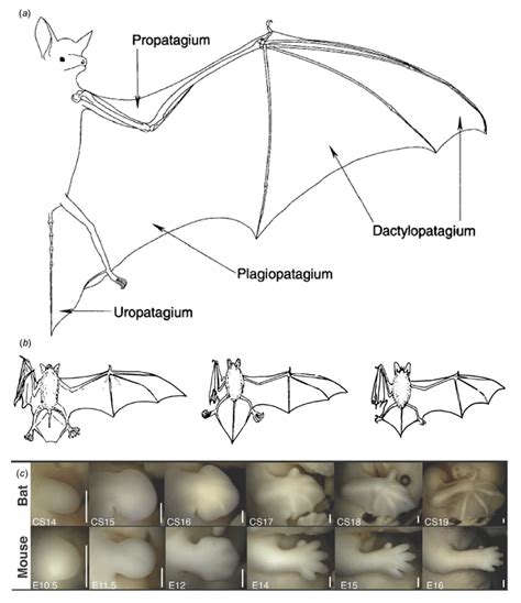 Scientific Insights into the Bat's Enigmatic Metamorphosis