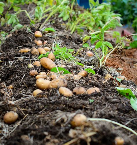 Seasonal Sensations: Enjoying New Potatoes at Their Peak