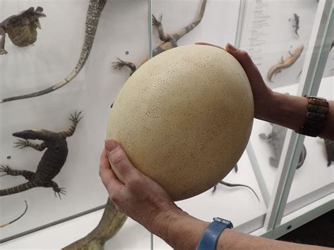 Secrets and Legends: Unveiling Stories behind the Discovery of Gigantic Egg Specimens