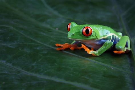 Secrets of Size: Unveiling the Physiology Behind Enormous Reptiles