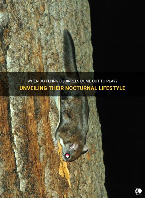 Secrets of the Nocturnal Lifestyle of the Flying Squirrel