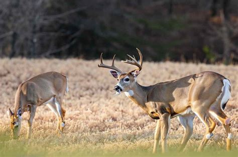 Secrets to Defy the Effects of Time for the Acclaimed Alabama Deer