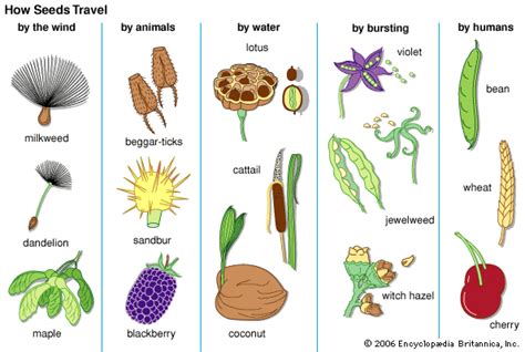 Seeds as a Symbol of Transformation in Dream Interpretation