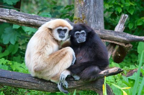 Seeking Comfort and Support: The Essential Role of Pair Bonding in the Fascinating Animal Kingdom