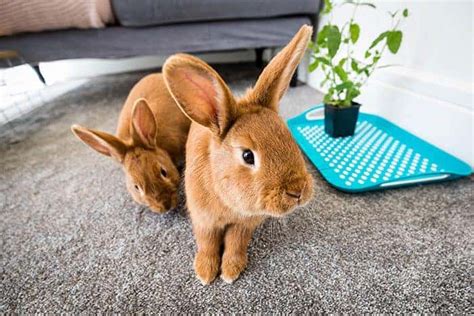 Seeking Expert Advice: Resources for Bunny Owners