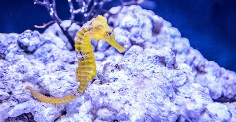 Seeking Guidance: Consulting Dream Experts on the Significance of a Lifeless Seahorse Vision