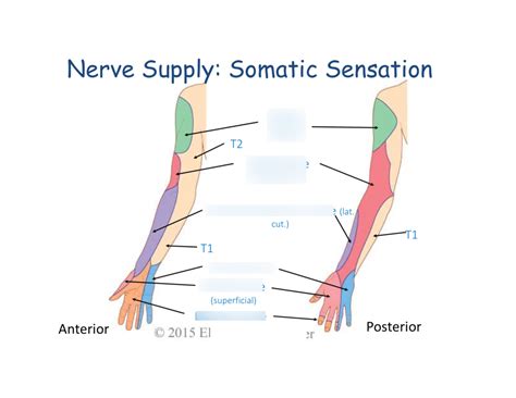 Seeking Medical Attention for Persistent Loss of Sensation in the Upper Limb