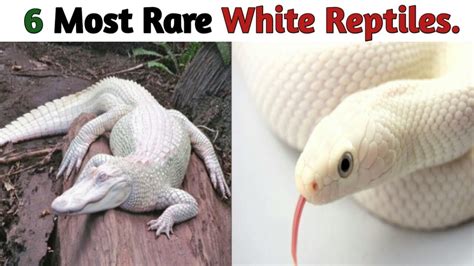 Seeking the Elusive Pale Reptile: An Enthralling Experience with a Rare Beast