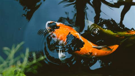 Selecting and Caring for Magnificent Koi: Tips for Novices