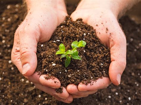 Selecting and Planting Vegetation to Purify Soil