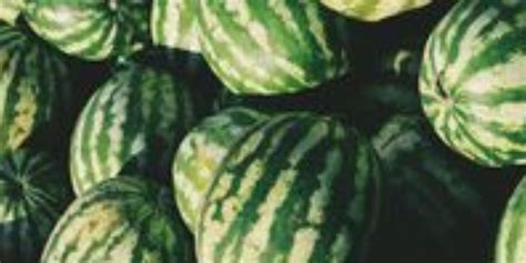 Selecting and Preserving the Perfect Watermelon: Tips for the Most Flavorsome Fruit