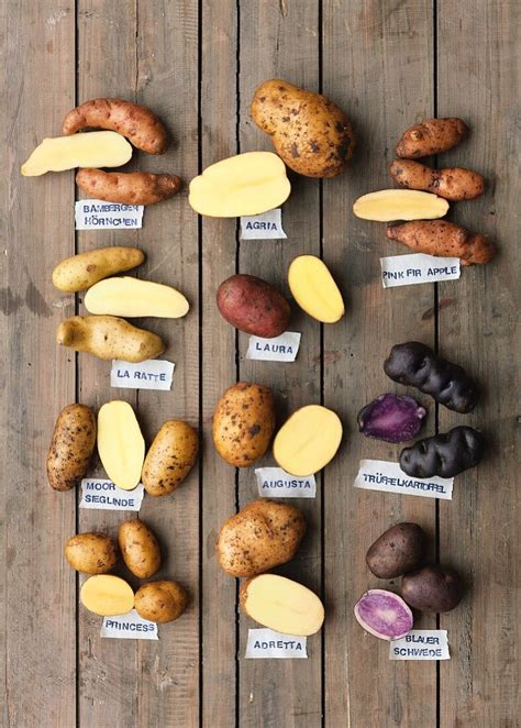 Selecting the Appropriate Potato Varieties for Your Region