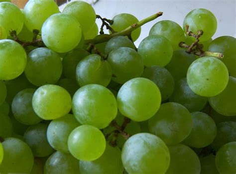 Selecting the Ideal Grape Variety for Your Personal Garden