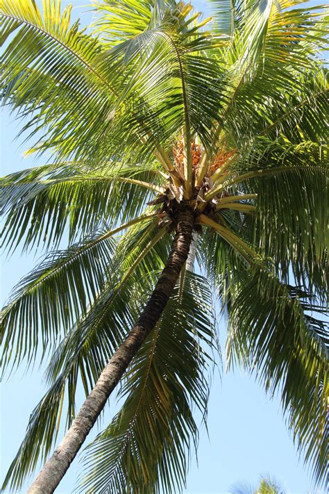 Selecting the Ideal Location for Your Coconut Palm