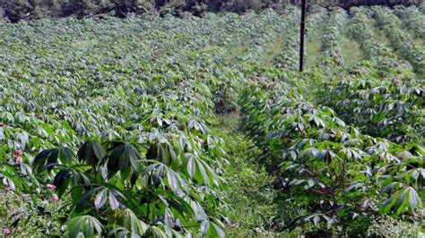 Selecting the Ideal Varieties for a Flourishing Cassava Farm