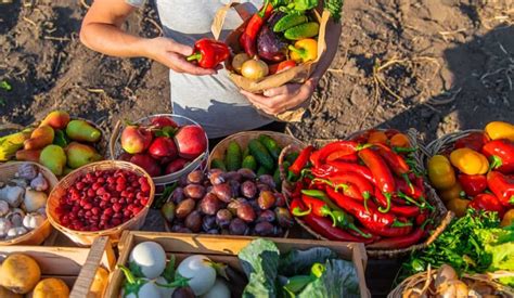 Selecting the Ideal Vegetable Varieties for Optimal Crop Yield