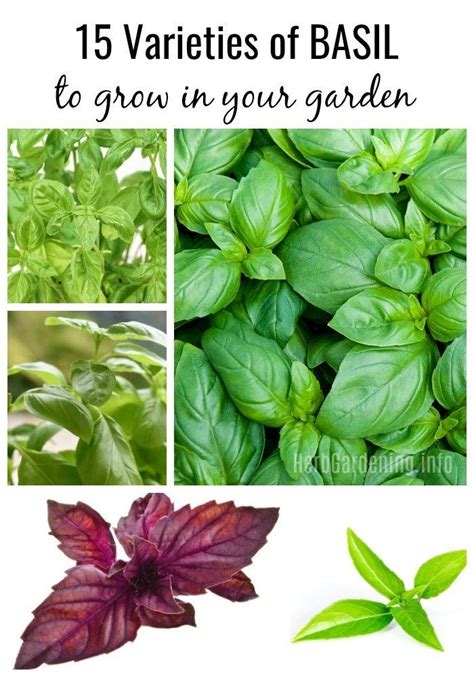 Selecting the Perfect Basil Variety for Your Outdoor Oasis